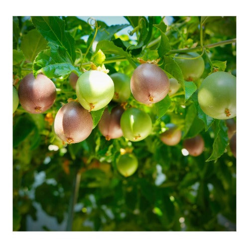 Passion Fruit purple