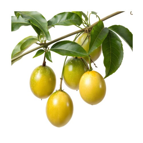 Passion Fruit Yellow