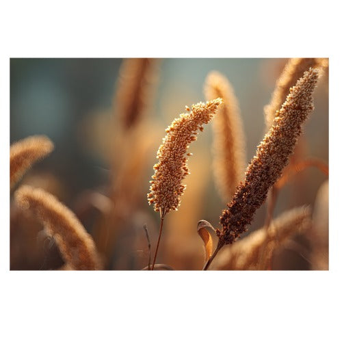 Little Millet (Chama)