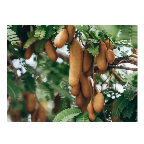 Tamarind