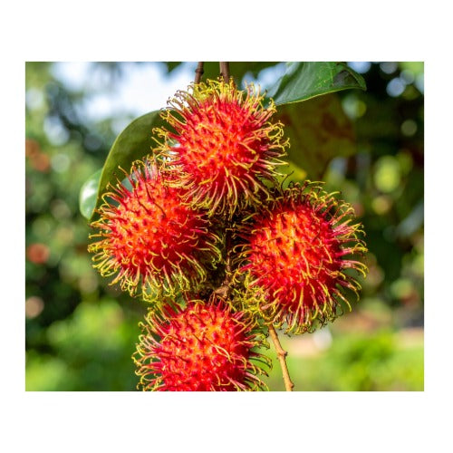 Rambutan