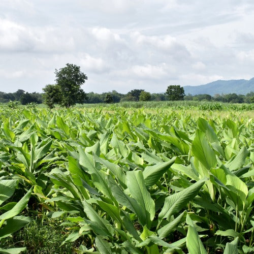 Turmeric