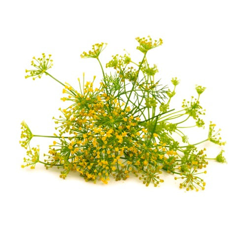 Fennel